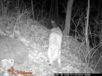 Coyote