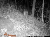Coyote