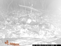 Very Dark Opossum