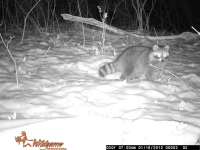 Raccoon