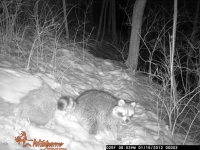 Raccoon