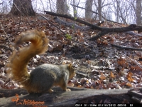 Squirrel