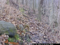 Squirrel