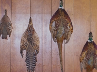 bird-pelts