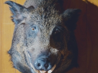 boar
