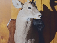 deer-mount-2