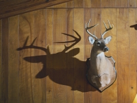 deer-mount