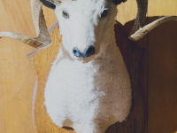 doll-sheep