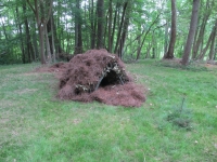 pine-needle-debris-hut
