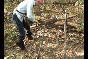 Survival Shelter Debris Hut Stick Framework