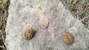 Peach Seed Fish Hook Peach Seed Fish Hook