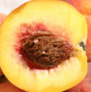 Peach Seed Peach Seed
