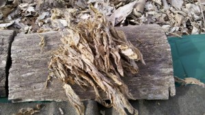 Dried Mullein Leaves used as a Tinder Bundle