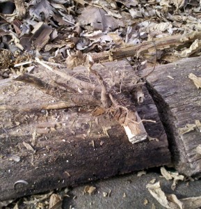 Mullein Root - A Fire Tool?