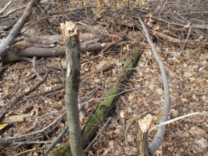 3-4" sapling Test With Bear Grylls Panga Machete 3-4" sapling Test With Bear Grylls Panga Machete