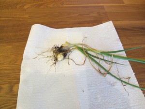 Onion from the Mini 4x4 Survival Garden Onion from the Mini 4x4 Survival Garden