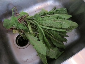 Dandelion Greens For Another Day