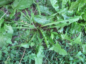 Dandelion Growing At Edge of Woods
