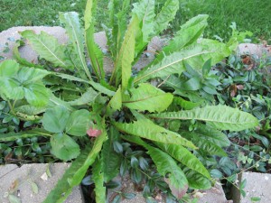 Dandelion Growing in Flower Garden