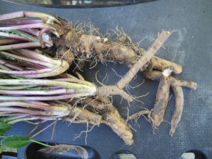 Dandelion Root on Black Shelf