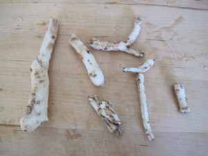 Dandelion Root - PEELED