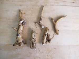 Dandelion Root - Washed & Trimmed