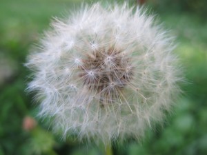 Dandelion Seed Head