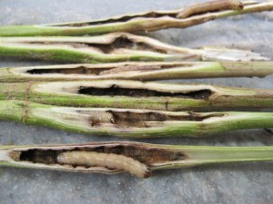 Ragweed larvae: Survival Fishing Bait Ragweed larvae: Survival Fishing Bait