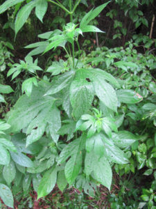 Giant Ragweed Giant Ragweed
