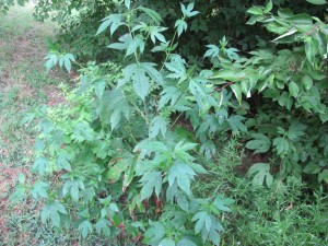 Giant Ragweed - Photo 2 Giant Ragweed - Photo 2