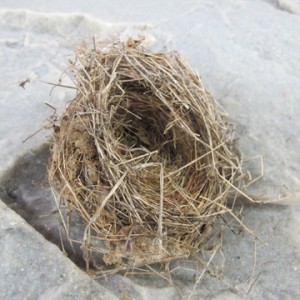 Bird Nest Fire Tinder