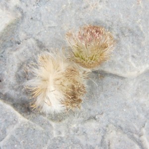 Dried Thistle Seed Heads