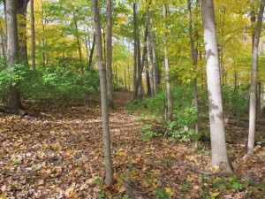 Willow Haven Hiking Trail