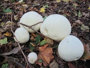 closeup-cluster