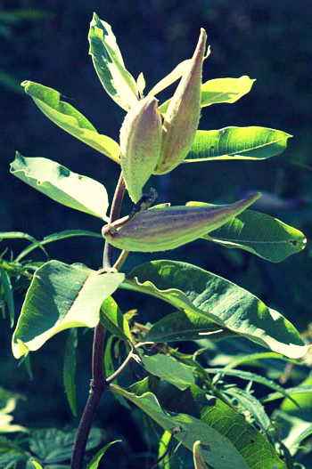 milkweed