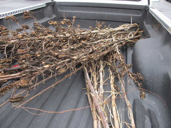 yucca-truck-bed-full