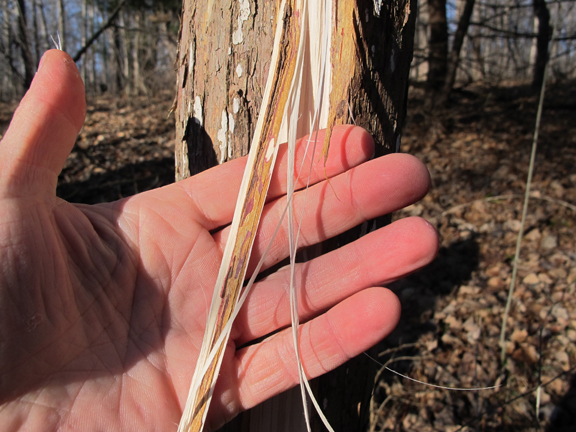 Cedar: Quick and Easy Survival Cordage (And a Tree Bark Education) – 1/22/12