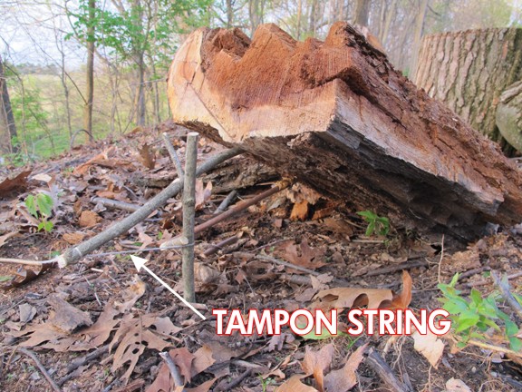a snare in the forest made from a stick propping up a log. The stick is tied around with a string, and its labeled TAMPON STRING
