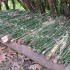 close-up-horsetail-mat close-up-horsetail-mat