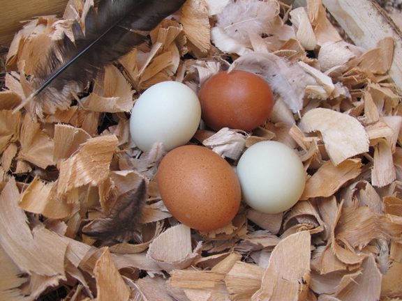 eggs