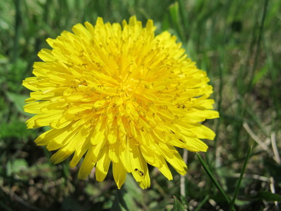 5 Non-GMO Edible Plants In Your Back Yard : Eat Weeds, Not Chemicals