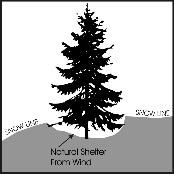 Pine Tree Winter Exposure Snow Shelter