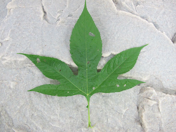 Giant Ragweed - Leaf