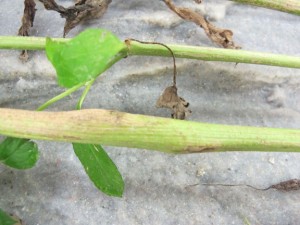 Stalk - Photo 1 Stalk - Photo 1
