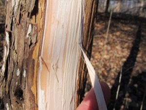 Cedar: Quick and Easy Survival Cordage (And a Tree Bark Education ...