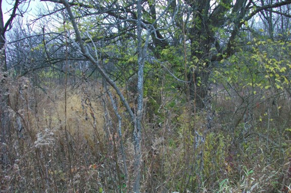 The author, standing in the center of the picture, is wearing standard camouflage and a ghillie headnet to demonstrate the effectiveness of ghillie-type camouflage.