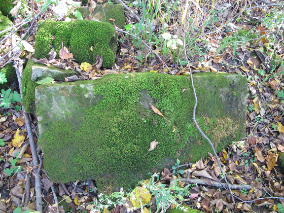 Moss on remnants of a rock wall: Photo by Creek Stewart